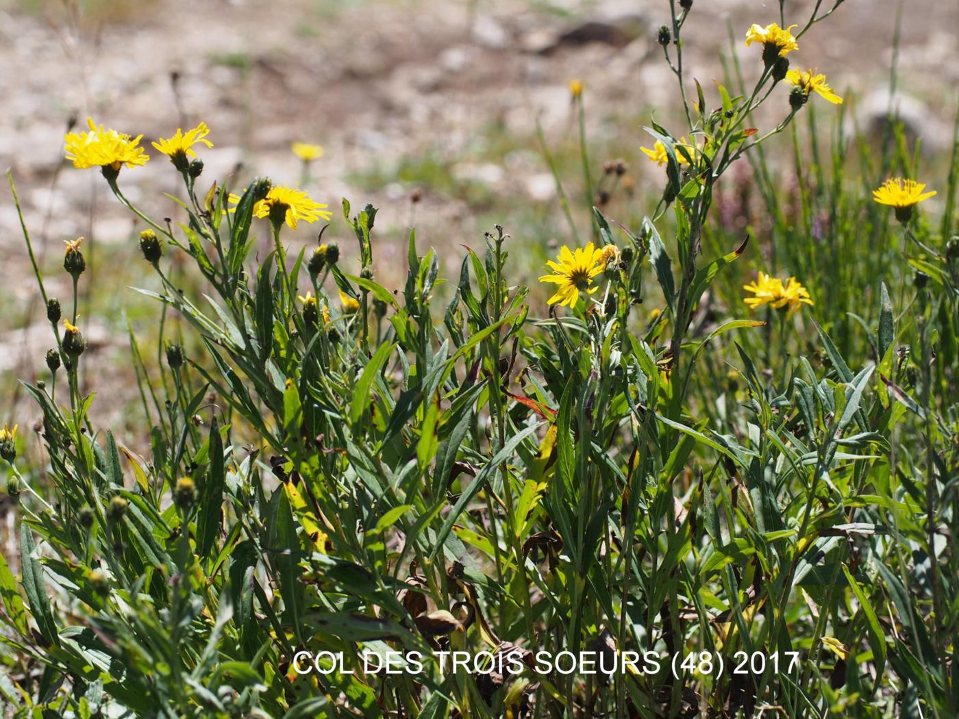 Hawkweed, Leafy plant